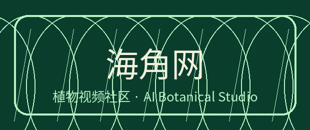海角网